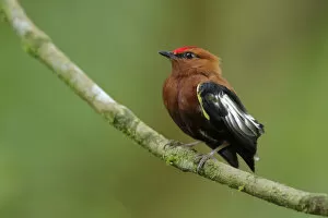 Images Dated 7th June 2017: Club-winged Manakin