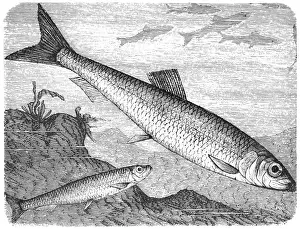 Herring Prints: Clupea sprattus and Atlantic herring