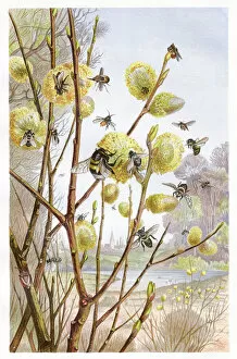 Images Dated 2nd March 2017: Cluster of bees Chromolithograph 1884