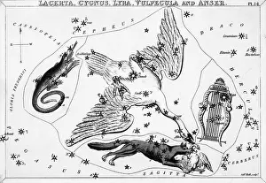 Swan Prints: Cluster Of Constellations Incl. Cygnus