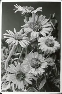 Cluster of Daisies