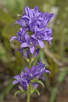 Images Dated 18th July 2012: Clustered bellflower or Danes blood -Campanula glomerata-, inflorescence, Neresheim