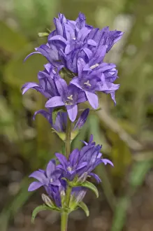 Campanula Prints: Clustered bellflower or Danes blood -Campanula glomerata
