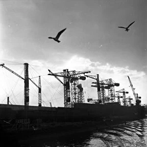 Industry Collection: Clydside Docks; Cranes and seagulls silhouetted against the sky