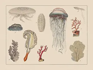 Cnidarians, hand-colored chromolithograph, published in 1882