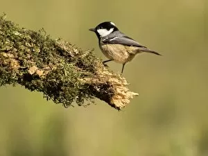 Images Dated 6th November 2016: Coal Tit (Periparus ater), adult, standing on a branch of tree with lichens. Spain, Europe