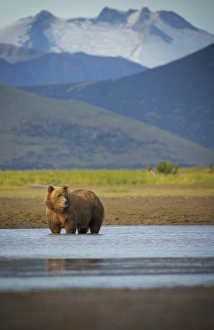Images Dated 25th August 2015: Coastal Brown Bear
