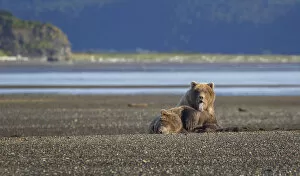 Images Dated 24th August 2015: Coastal Brown Bears