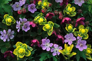 Coastal paintbrush, wild geranium and purple saxifrage, Alaska, USA