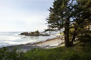 Clayoquot Sound Prints: The Coastline Along The Path To South Beach In Pacific Rim National Park Near Tofino; British Columbia Canada
