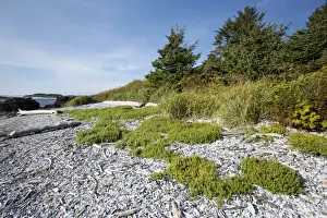 Prints of The Coastline Along The Path To South Beach In Pacific Rim National Park Near Tofino; British Columbia Canada UNESCO World Heritage Prints: The Coastline Along The Path To South Beach In Pacific Rim National Park Near Tofino; British Columbia Canada