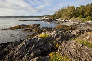 Clayoquot Sound Prints: The Coastline Between Wickaninnish Beach And South Beach In Pacific Rim National Park Near Tofino; British Columbia