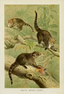 Images Dated 26th October 2018: Coati chromolithograph 1896