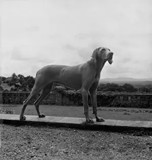 Weimar Prints: Cobra The Dog