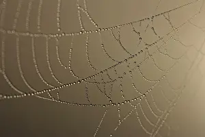Dew Drop Prints: Cobweb decorated with dew
