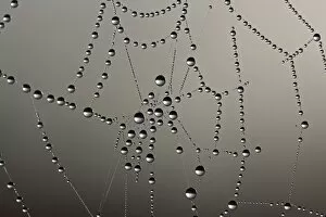Cobweb with dew drops