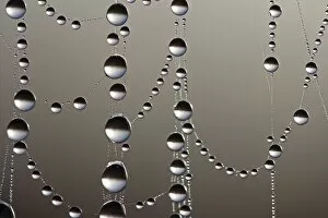 Images Dated 20th October 2012: Cobweb with dew drops, macro shot