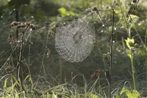 Araneae Prints: Cobweb of an Orb Weaver -Araneus sp. - covered in morning dew, Allgau, Bavaria, Germany
