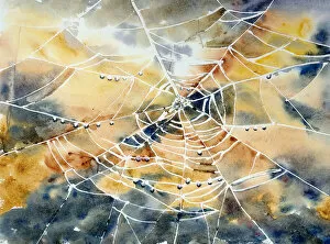 Watercolor Paints Gallery: Cobweb spiderweb
