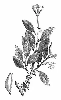 Images Dated 16th October 2016: The coca plant (erythroxylon coca)