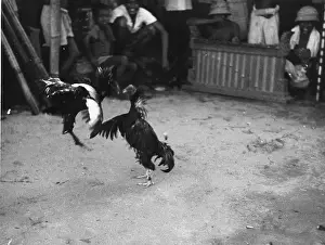 Chicken Prints: Cock Fight