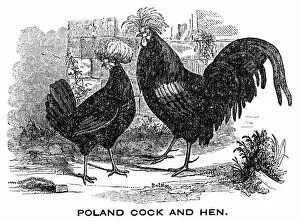 Images Dated 18th June 2015: Cock and Hen engraving 1844