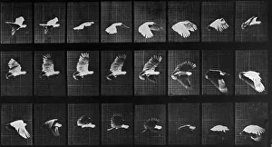 Sequences Collection: Cockatoo In Flight