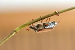 Coleoptera Gallery: Cockcafer -Melolontha melolontha-