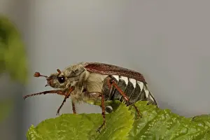 Bugs Prints: Cockchafer, May bug (Melolontha)
