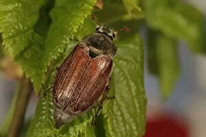 Coleoptera Gallery: Cockchafer, May bug (Melolontha)