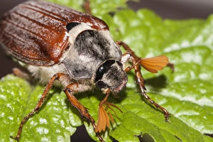 Images Dated 4th May 2012: Cockchafer or May Bug -Melolontha melolontha- on a mint leaf