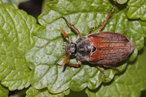 Coleoptera Prints: Cockchafer or May Bug -Melolontha melolontha- on a mint leaf