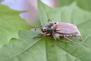 Images Dated 20th May 2012: Cockchafer -Melolontha melolontha-