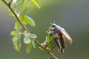 Coleoptera Gallery: Cockchafer -Melolontha melolontha-, about to take off, Weinviertel, Lower Austria, Austria