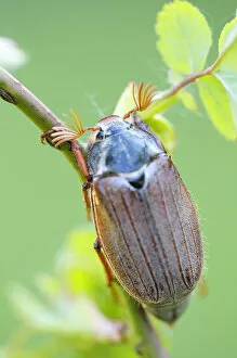 Coleoptera Gallery: Cockchafer -Melolontha melolontha-, Weinviertel, Lower Austria, Austria