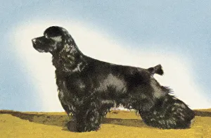 Blue Background Gallery: Cocker Spaniel