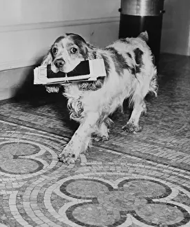 Mosaic Prints: Cocker Spaniel Carrying Papers