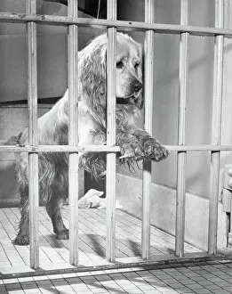 Minneapolis Prints: Cocker Spaniel in Jail