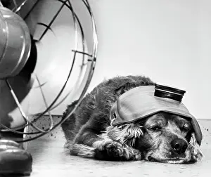 Cocker Spaniel Keeping Cool with Electric Fan