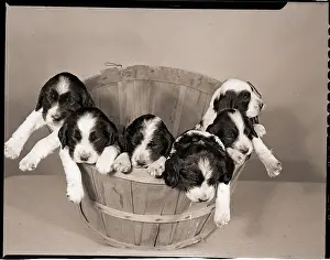 Puppy Prints: Six Cocker Spaniel Puppies in Basket