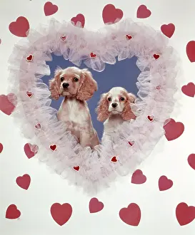 Prints of COCKER SPANIELS LOVE HEARTS COUPLE (Photo by H. Armstrong Roberts/ClassicStock/Getty Images) Valentine Day Print Prints: COCKER SPANIELS LOVE