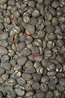 Cockles -Cardiidae-, Chiang Mai, Northern Thailand, Thailand