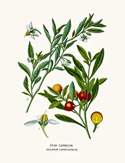 Cockroach berry