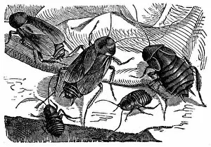 Female Animal Gallery: The cockroach (Periplaneta orientalis)