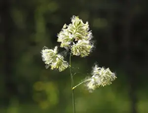 Orchard Prints: Cocks Foot or Orchard Grass (Dactylis glomerata), Germany, Europe