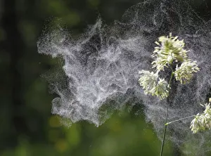 Orchard Prints: Cocks Foot or Orchard Grass (Dactylis glomerata) with flying pollen, Germany, Europe