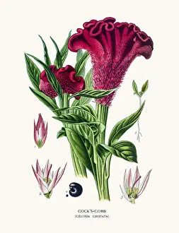 Houseplant Prints: Cockscomb flower