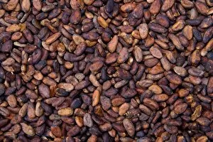Images Dated 6th April 2010: Cocoa beans, La Maison du Cacao, Pointe-Noire, west coast of Basse-Terre, Guadeloupe