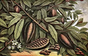 Colour Format Prints: Cocoa Nut