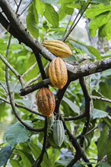 Cocoa tree -Theobroma cacao- with yellow cocoa fruits, Kumily, Kerala, India